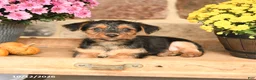 Shorkie dogs for sale: Asher - Ad 3