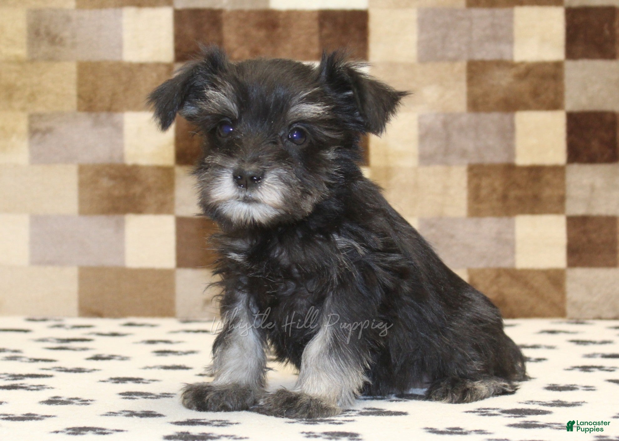Miniature Schnauzer dogs Penny - Ad 1
