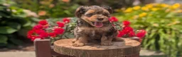 Yorkiepoo dogs for sale: Zoey - Ad 9