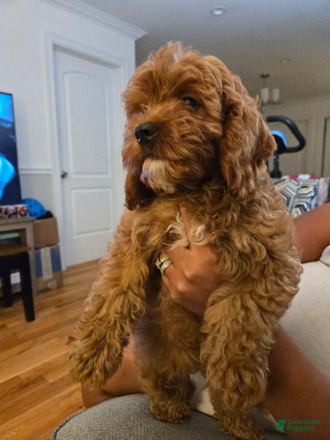 Cavapoo dogs for sale: Cavapoo Puppy 1 - Ad 2