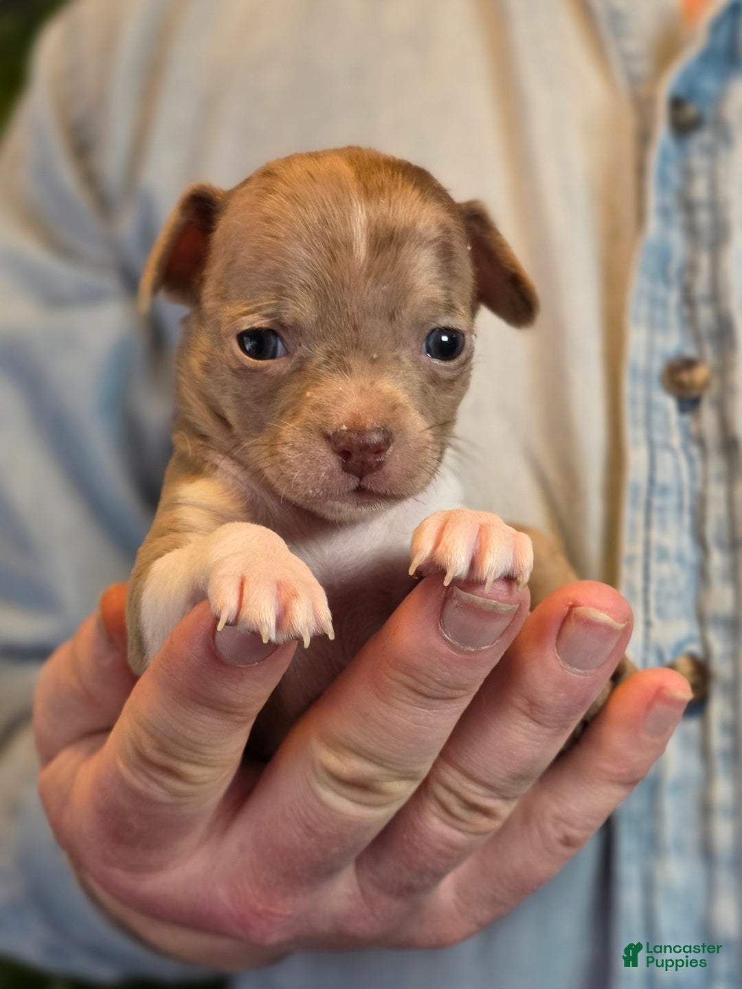 Chihuahua dogs for sale: Splash - Ad 2