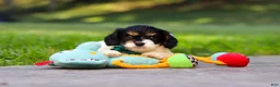 Cavapoo dogs for sale: Rubble - Ad 7