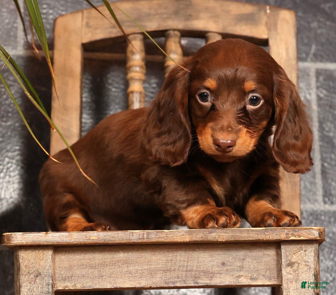 Miniature Dachshund dogs for sale: Alli - Ad 2