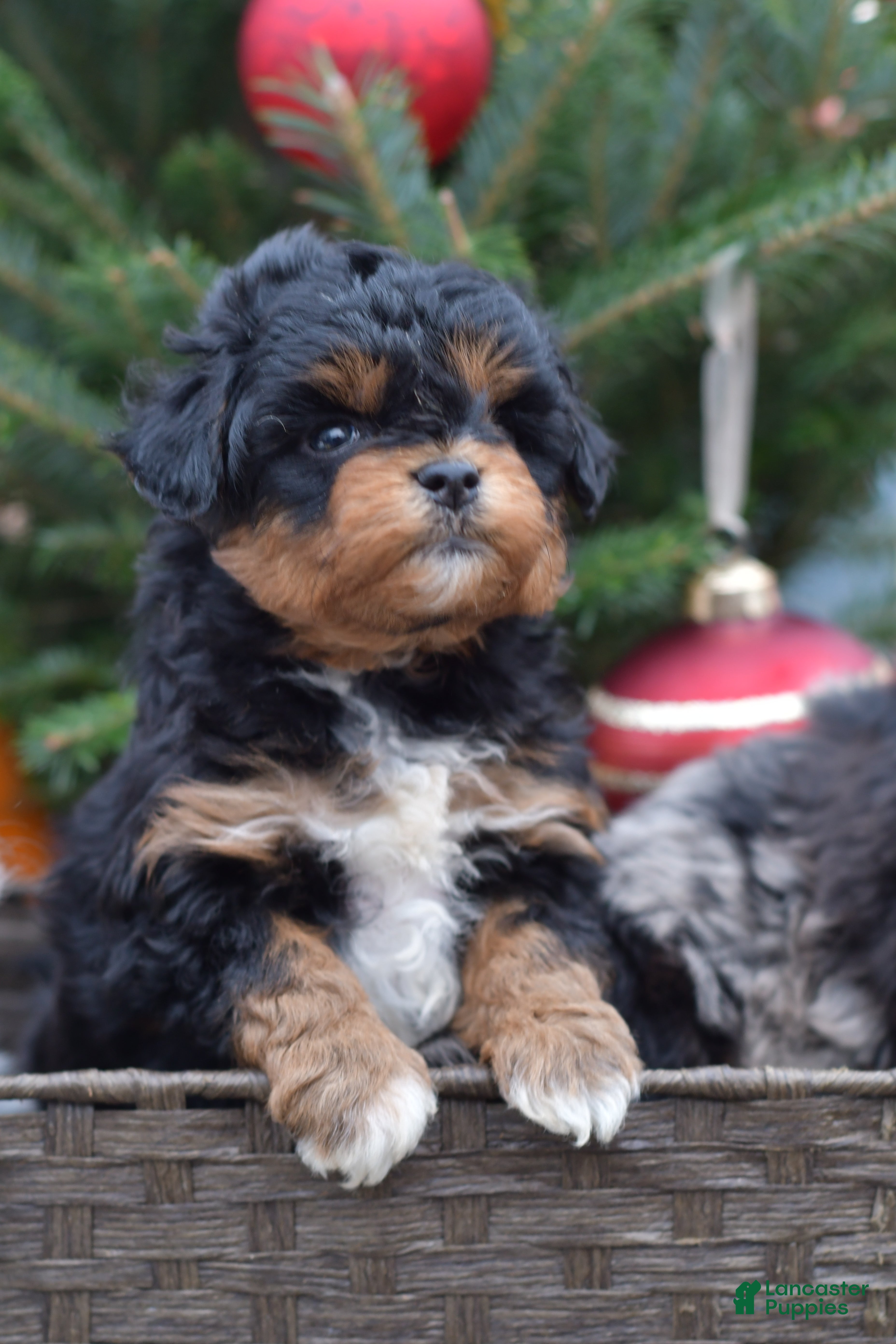 Mini Aussiedoodle dogs Bear - Ad 24