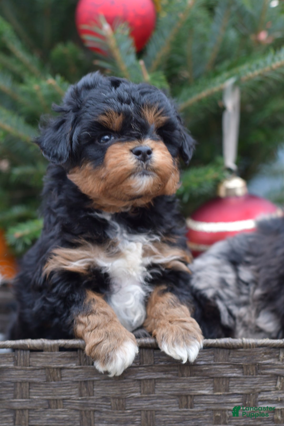 Mini Aussiedoodle dogs for sale: Bear - Ad 1