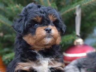 Mini Aussiedoodle dogs Bear - Ad 18