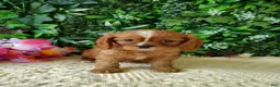 Cavalier King Charles Spaniel dogs for sale: Callie - Ad 6