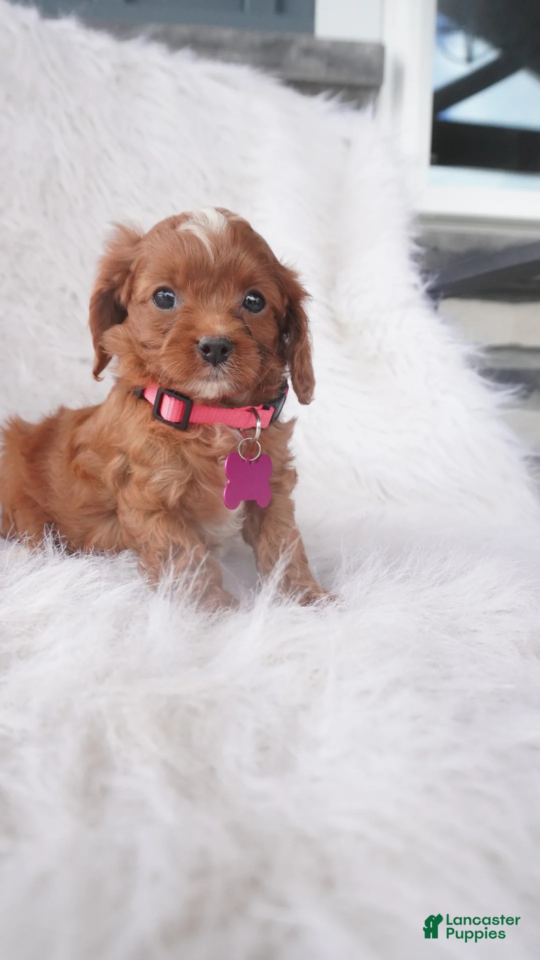 Cavapoo dogs for sale: Jade  - Ad 2