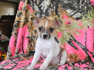 Chihuahua dogs - Ad 18