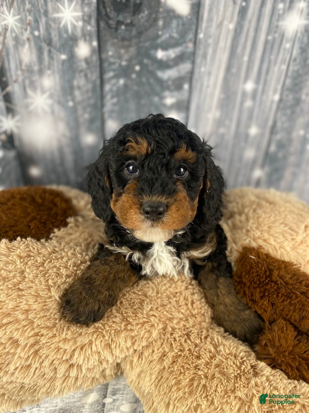 Cavapoo dogs for sale: Samson - Ad 2
