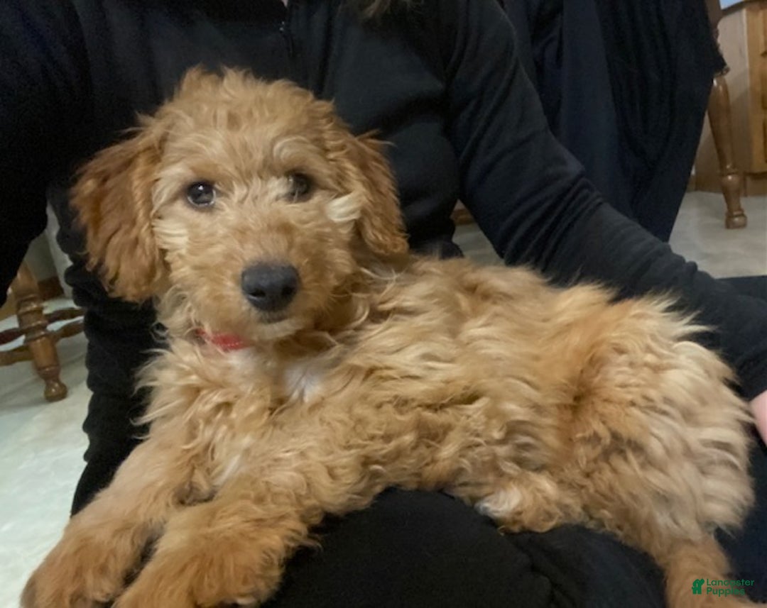 Mini Goldendoodle dogs for sale: Laney  - Ad 1