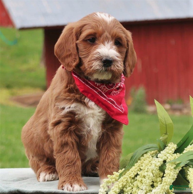 Labradoodle dogs Paxton - Ad 24