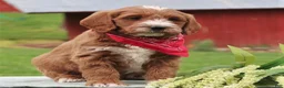 Labradoodle dogs for sale: Paxton - Ad 1