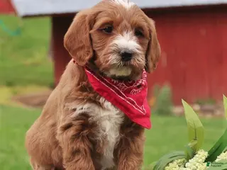 Labradoodle dogs Paxton - Ad 13