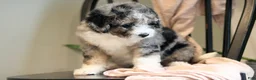Mini Bernedoodle dogs for sale: Henry-F1b - Ad 7