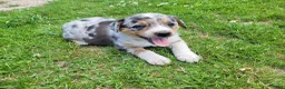 Mixed Breed dogs for sale: Kim - Ad 1