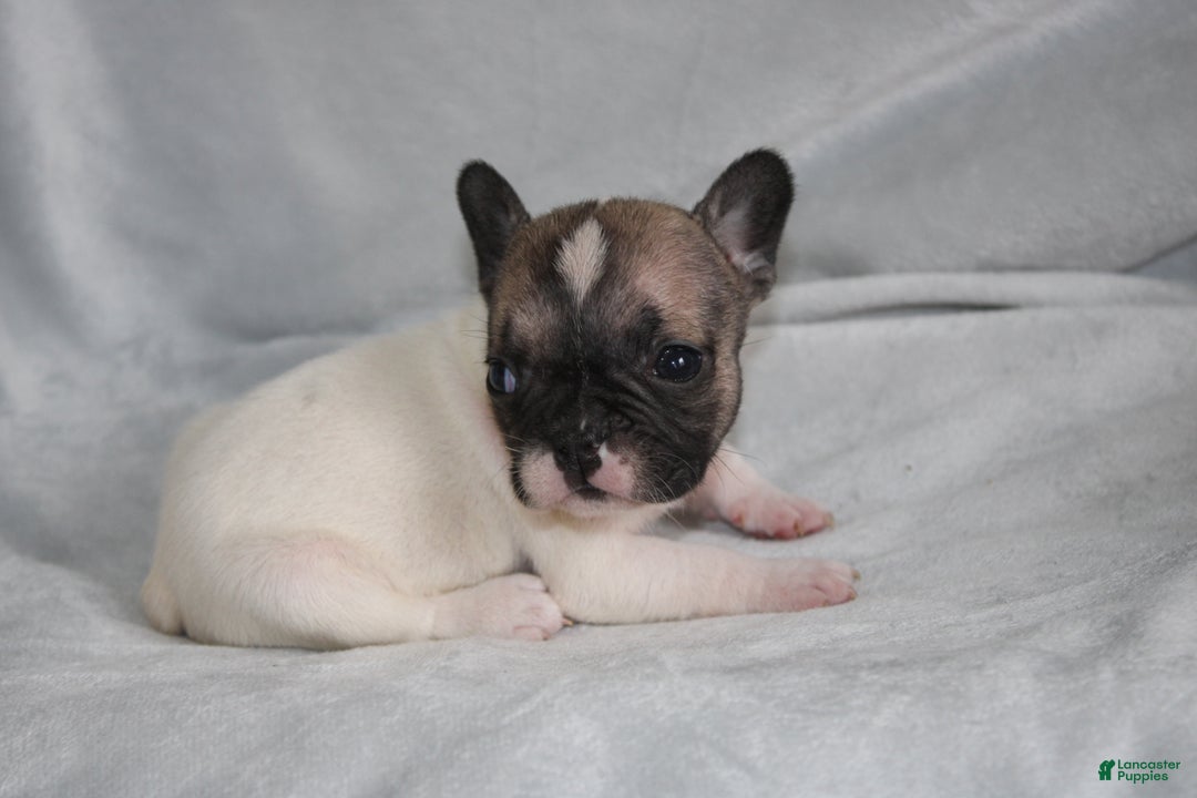 French Bulldog dogs for sale: HAZEL - Ad 2