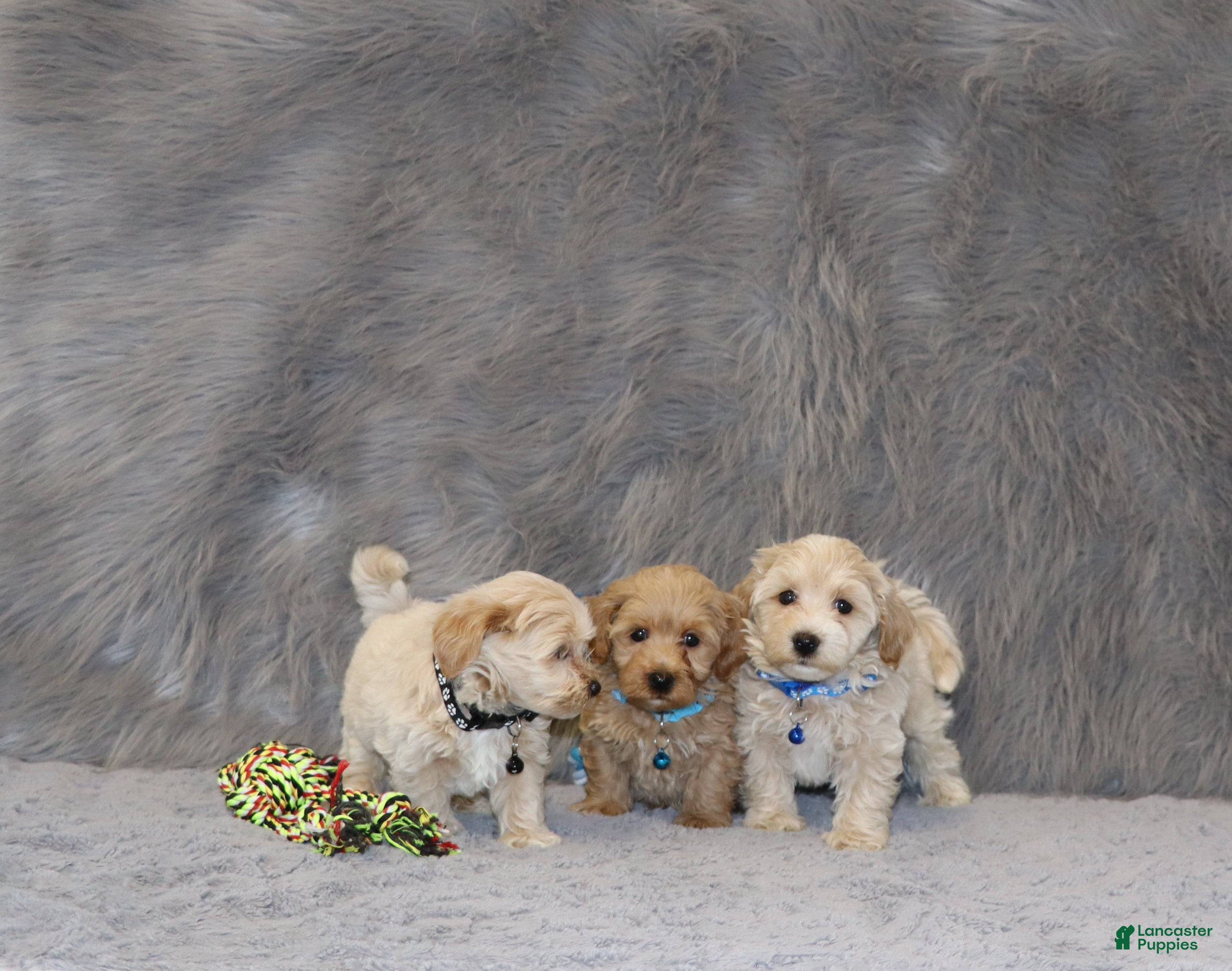 Havapoo dogs Parker 💙 👨‍👨‍👧‍👦💞🐕 - Ad 2