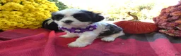 Shih Tzu dogs for sale: Shih Tzu 8 Catrina - Ad 2