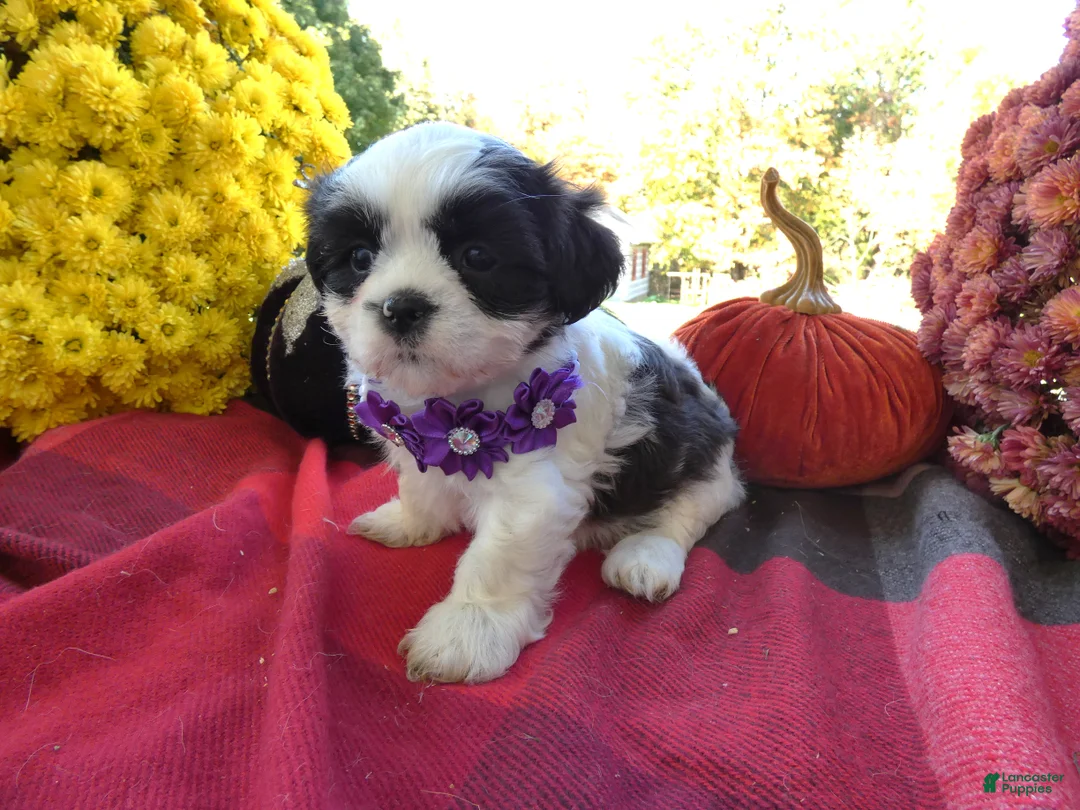 Shih Tzu dogs for sale: Shih Tzu 8 Catrina - Ad 2