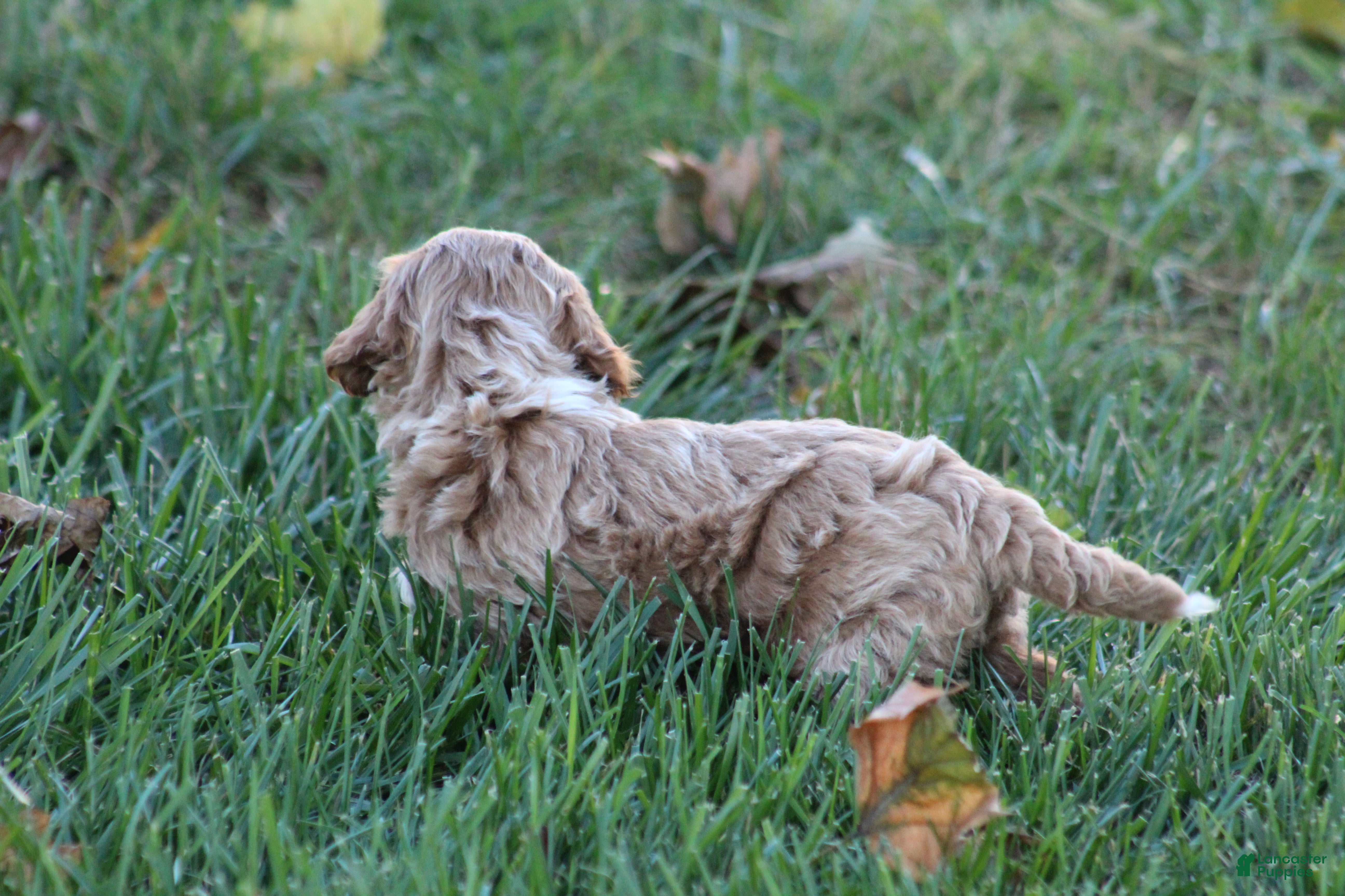Bichpoo dogs for sale: Bailey - Ad 2