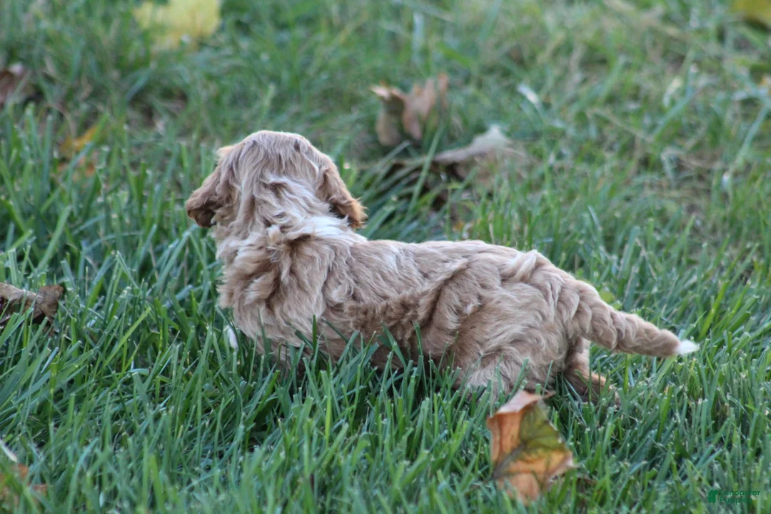 Bichpoo dogs for sale: Bailey - Ad 2