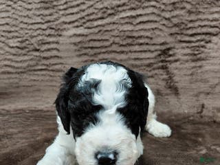 Bernedoodle dogs Baxter - Ad 19