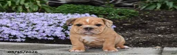 English Bulldog dogs for sale: Daphne - Ad 1