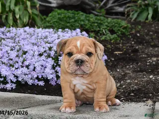 English Bulldog dogs for sale: Daphne - Ad 2