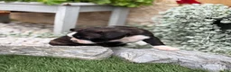 Boston Terrier dogs for sale: Keeth - Ad 19