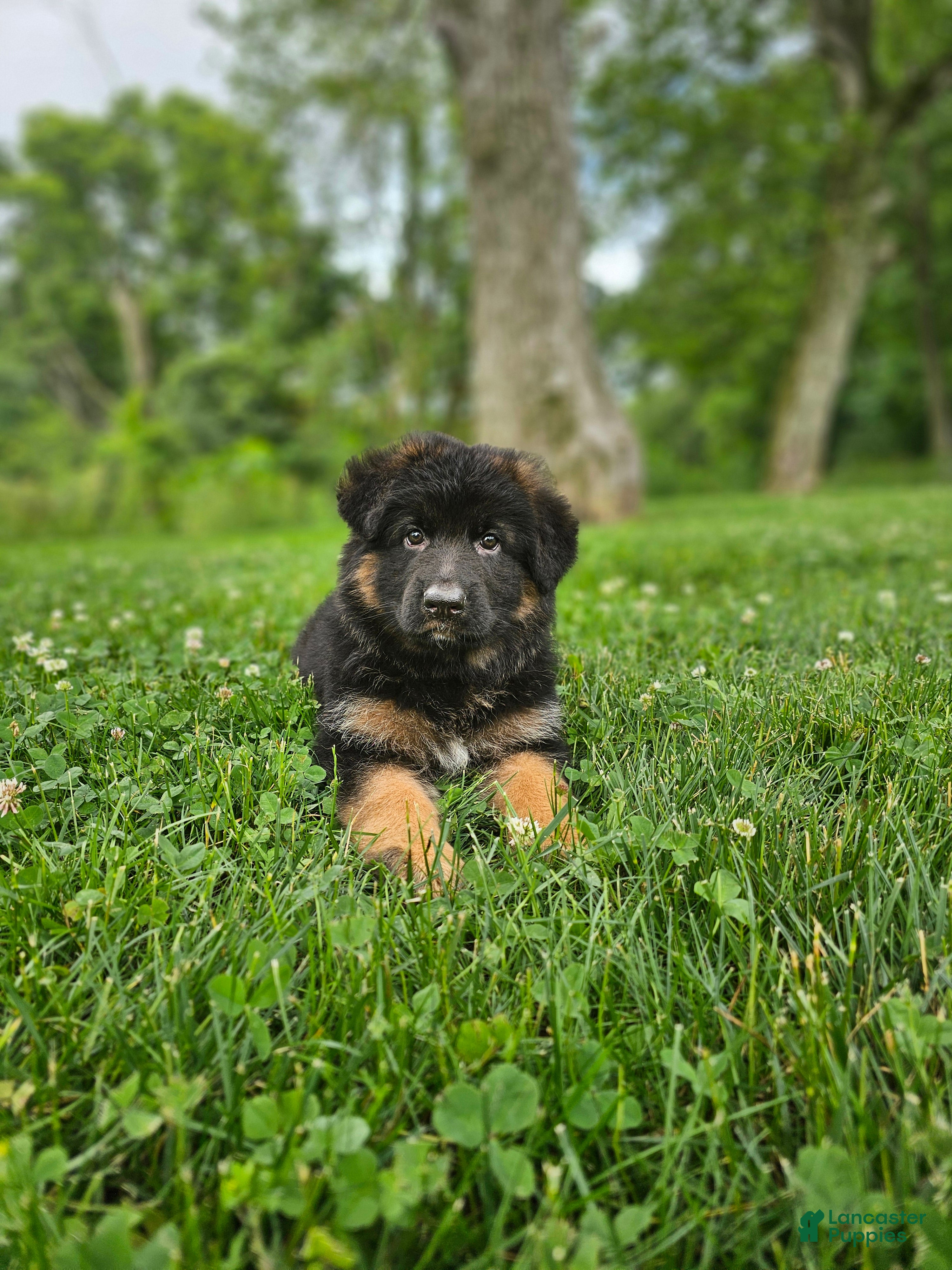 German Shepherd dogs Roxie - Ad 2