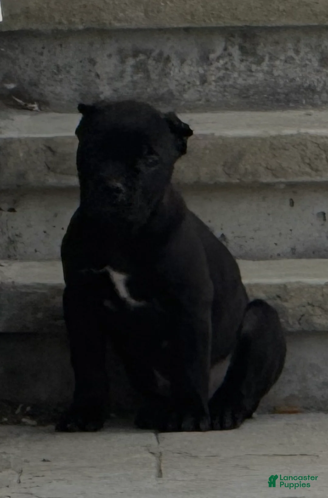 Cane Corso dogs for sale: Cane Corso Puppy 3 - Ad 8