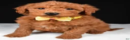 Mini Goldendoodle dogs for sale: Sammy F1B - Ad 6