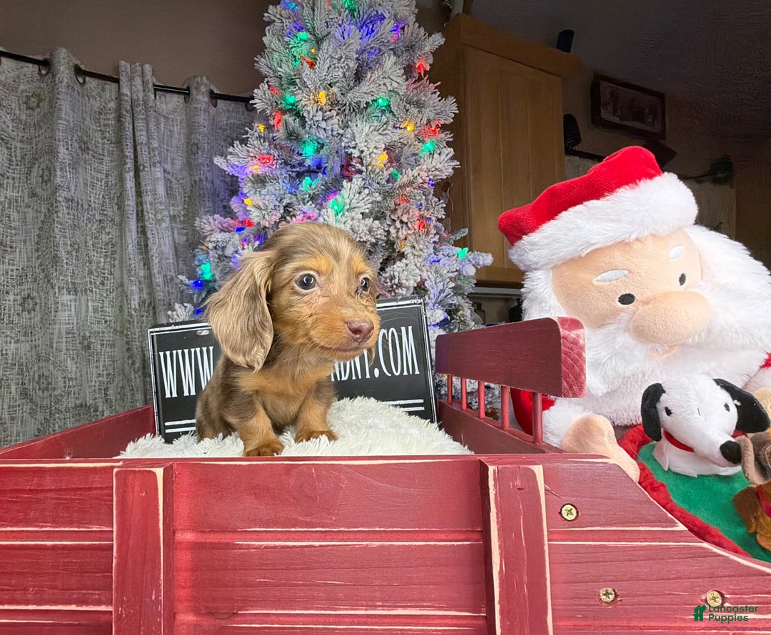Miniature Dachshund dogs for sale: Sale choc dapple champ import pra clear Akc  - Ad 10