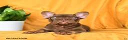 French Bulldog dogs for sale: Kona - Ad 10
