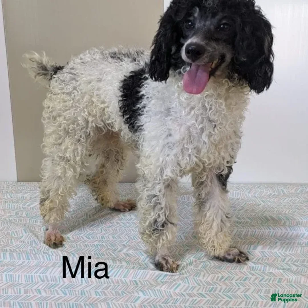 Mini Aussiedoodle dogs for sale: River - Ad 8