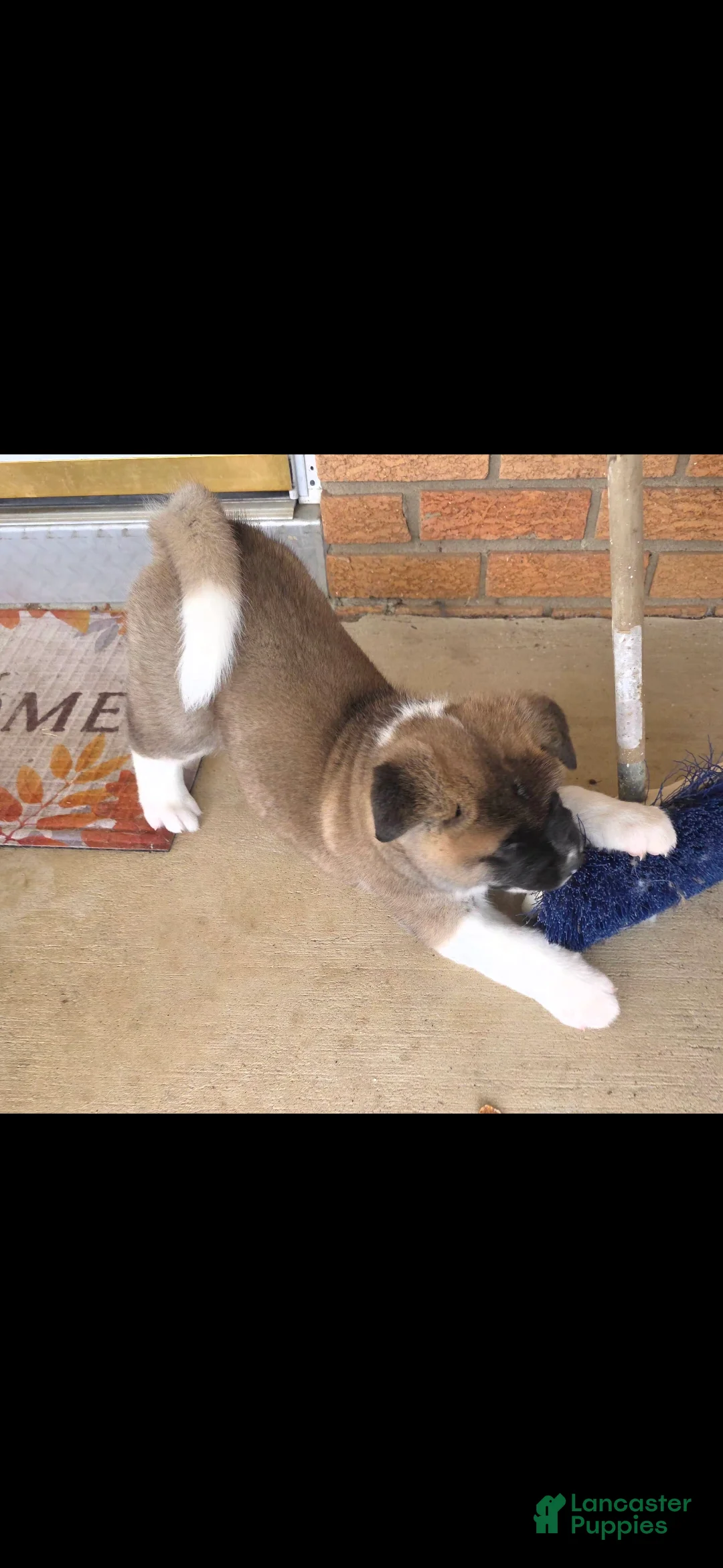 Akita dogs for sale: AKC Finn - Ad 6