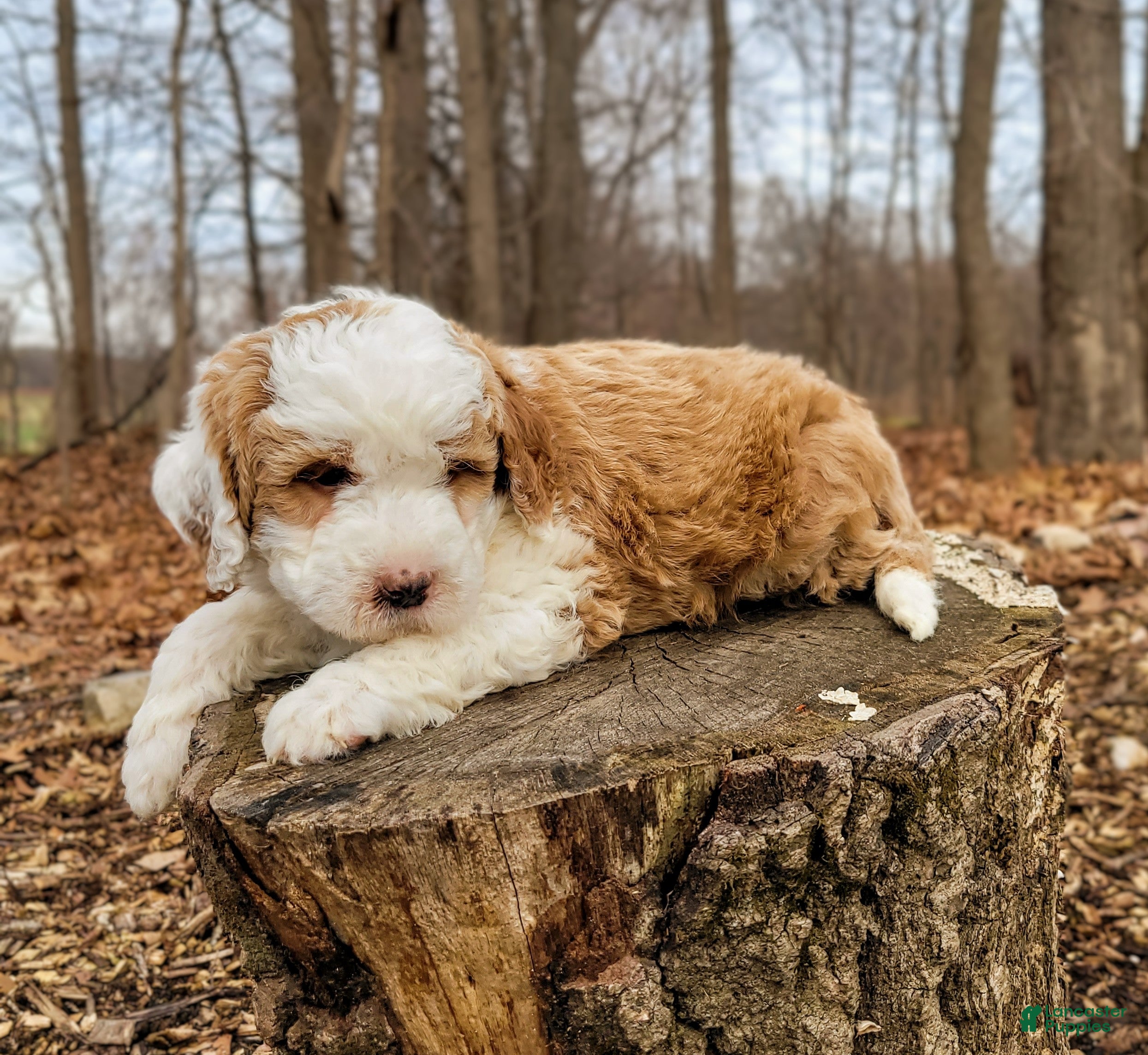 Mini Bernedoodle dogs Milton  - Ad 1