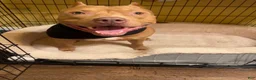 Mixed Breed dogs for sale: Mixed Breed 1 - Ad 2