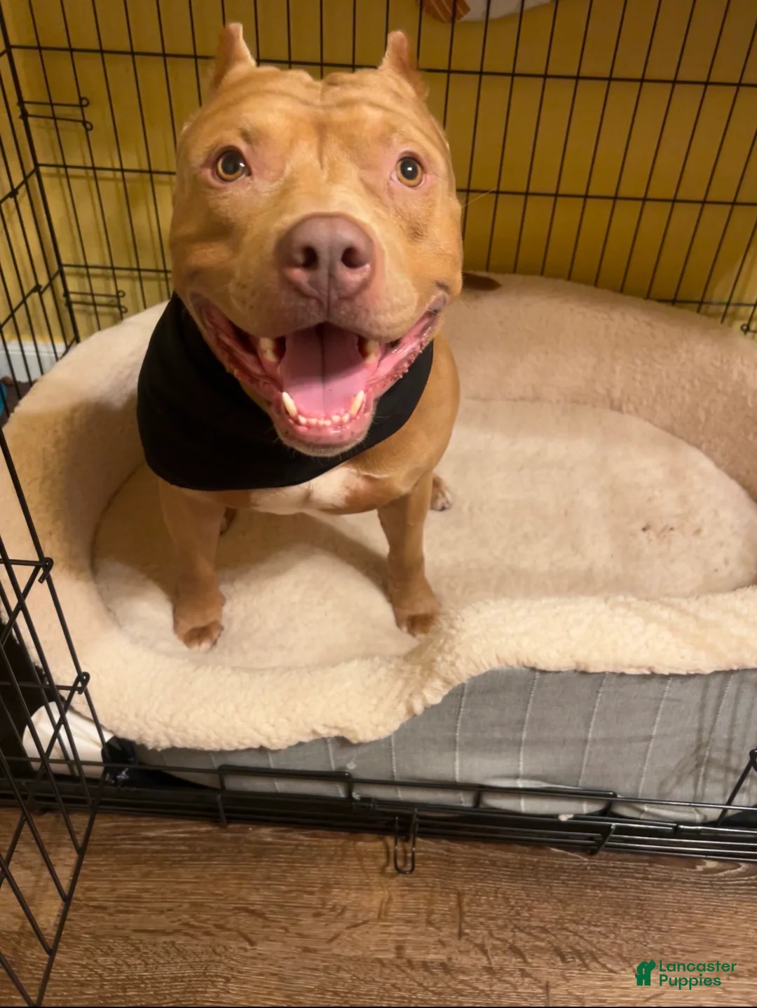 Mixed Breed dogs for sale: Mixed Breed 1 - Ad 2