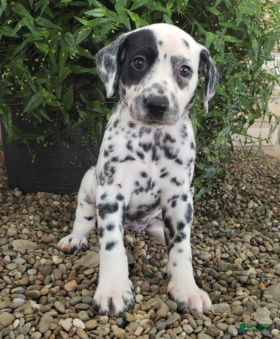 Dalmatian dogs Spot - Ad 2