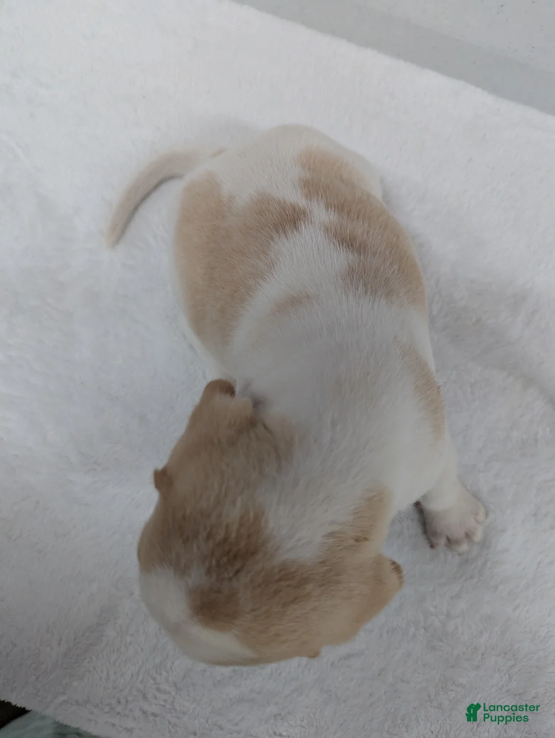 Beagle dogs for sale: Rusty  - Ad 8