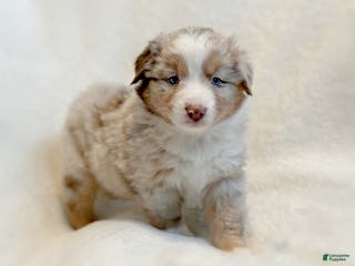 Miniature Australian Shepherd dogs Banks - Ad 3