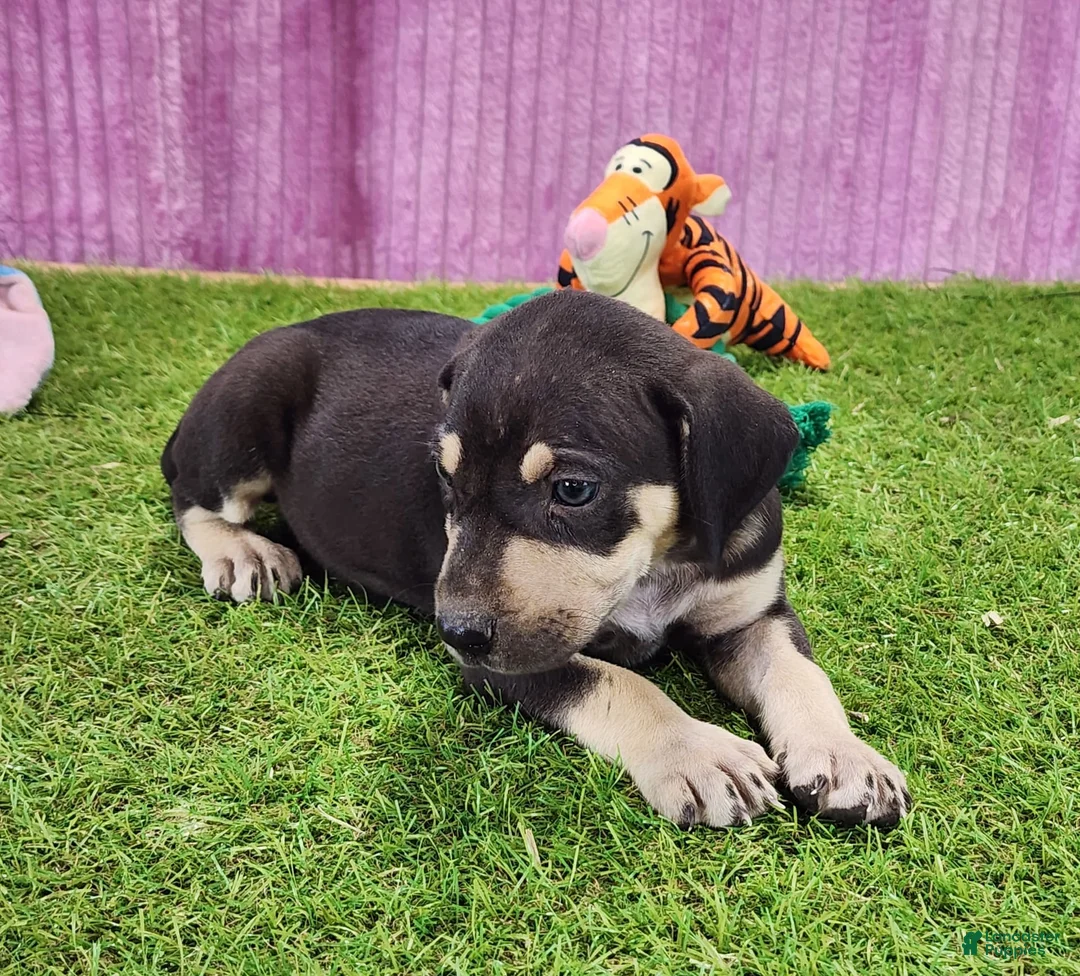 Catahoula Leopard Dog dogs for sale: Tess 2025 Female 3 - Ad 3