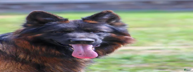 Elit Vom Hundewald