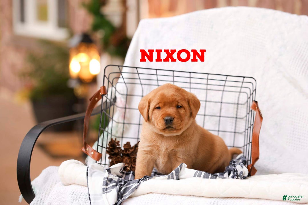 Labrador Retriever dogs for sale: Nixon - Ad 1