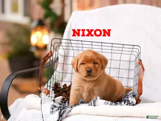 Labrador Retriever dogs Nixon - Ad 5