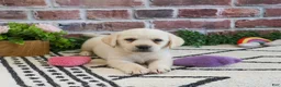 Labrador Retriever dogs for sale: Whitney  - Ad 3