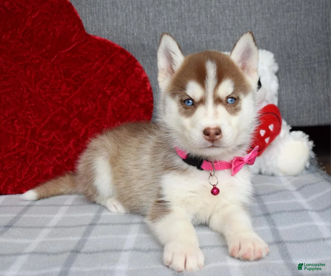 Siberian Husky dogs for sale: Cassie - Ad 8