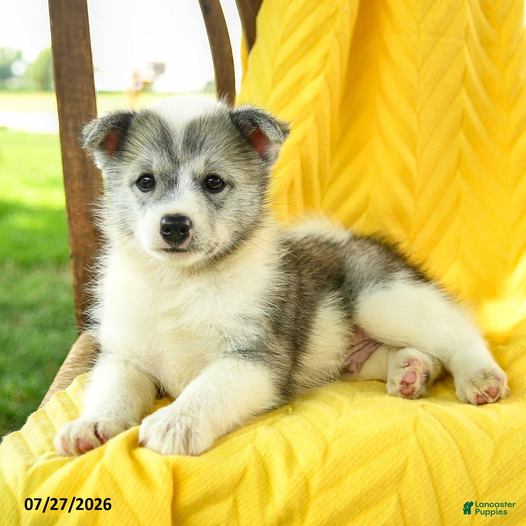 Pomsky dogs Ryan - Ad 1